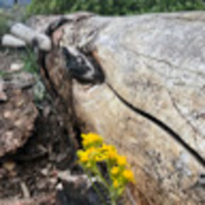 Meet your Posher, Dianna